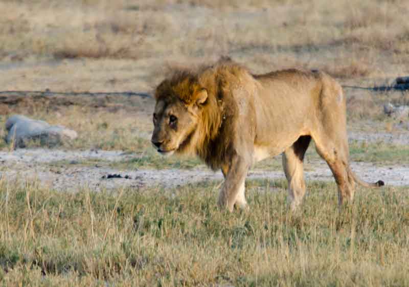 11 - Namibia - leon - parque nacional de Etosha